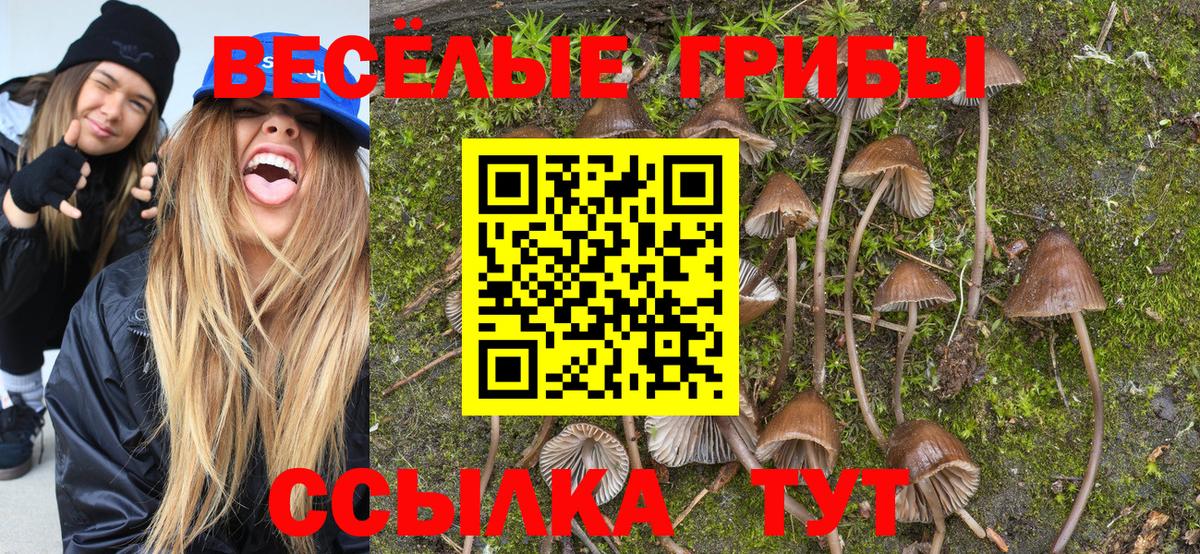 Галлюциногенные грибы Cubensis  Сосновый Бор 