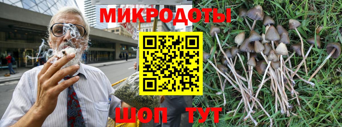 Галлюциногенные грибы Psilocybe Сосновый Бор