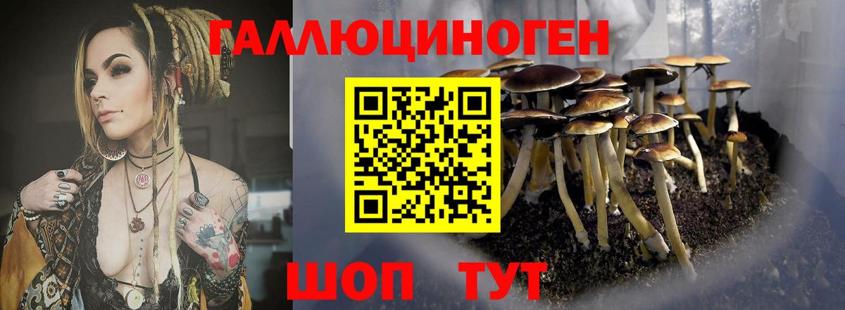 Сосновый Бор  Галлюциногенные грибы прущие грибы  Вход с VPN 